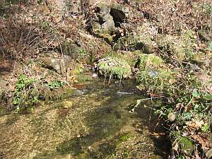 Irish Wilderness Bliss Spring