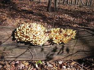 Irish Wilderness Fungus