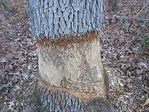 Irish Wilderness Beaver damage