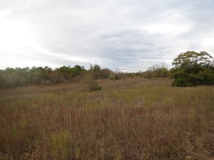 Large meadow south of Wildcat Canyon.