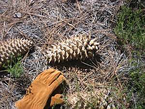 Silver Peak Pine Cone.