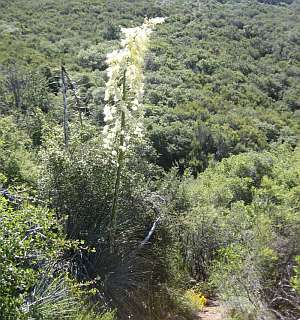 Silver Peak Yucca.